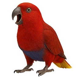 Riedeli’s Eclectus
